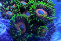 Super Saiyan (Zoanthid)