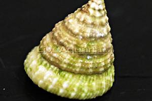 Turban Snail Thumbnail