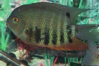 Green Severum