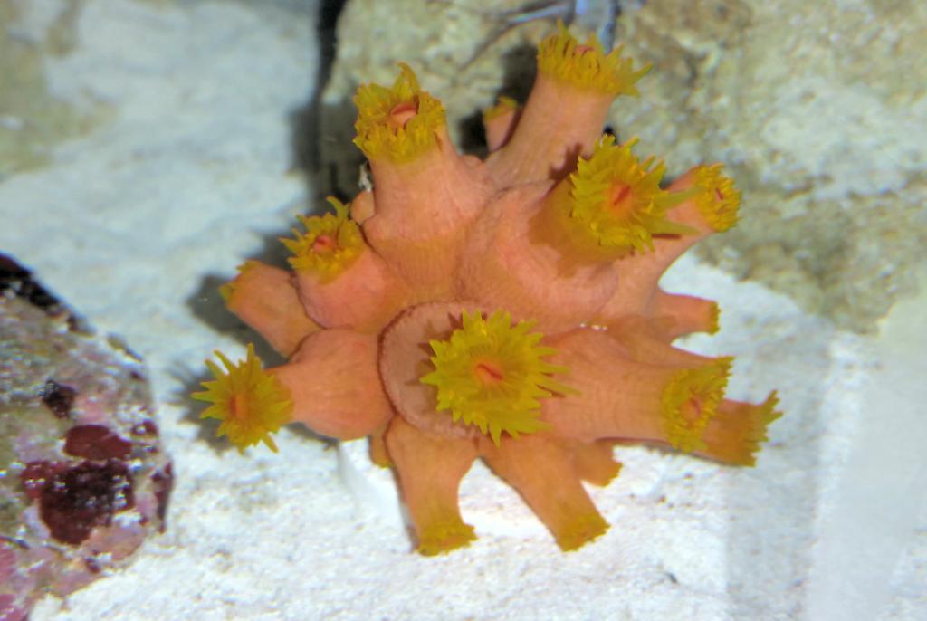 Sun Coral naranja amarillo