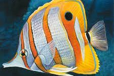 Copperband Butterflyfish Thumbnail