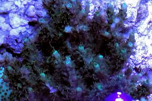 Acropora Horrida Polipo verde Thumbnail