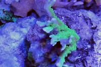 Montipora Hirisuta Cuerno Alce Verde