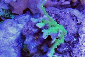 Montipora Hirisuta Cuerno Alce Verde