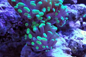 Hammer / Anchor Coral, Branching