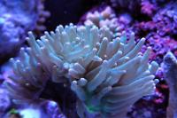 Torch Coral