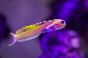 Midas Blenny