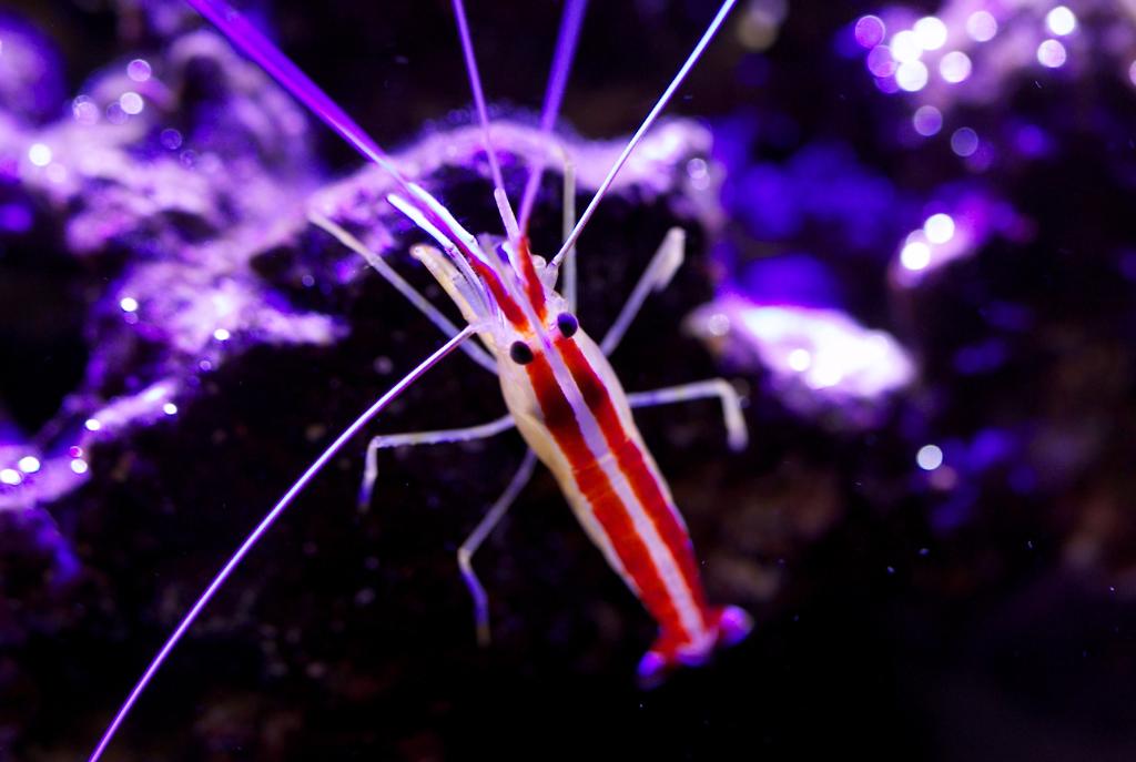 Red Line Cleaner Shrimp