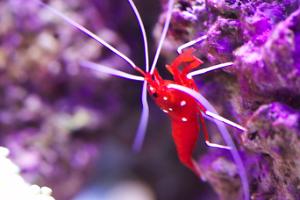 Blood Red Fire Shrimp