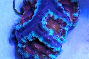 Lordhowensis Coral