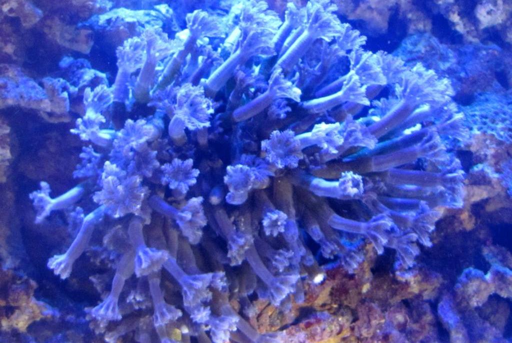 Jasmine Polyp