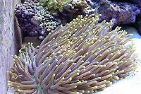 Plate Coral Long Tentacle Thumbnail