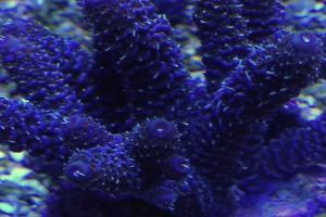 Acropora millepora Thumbnail