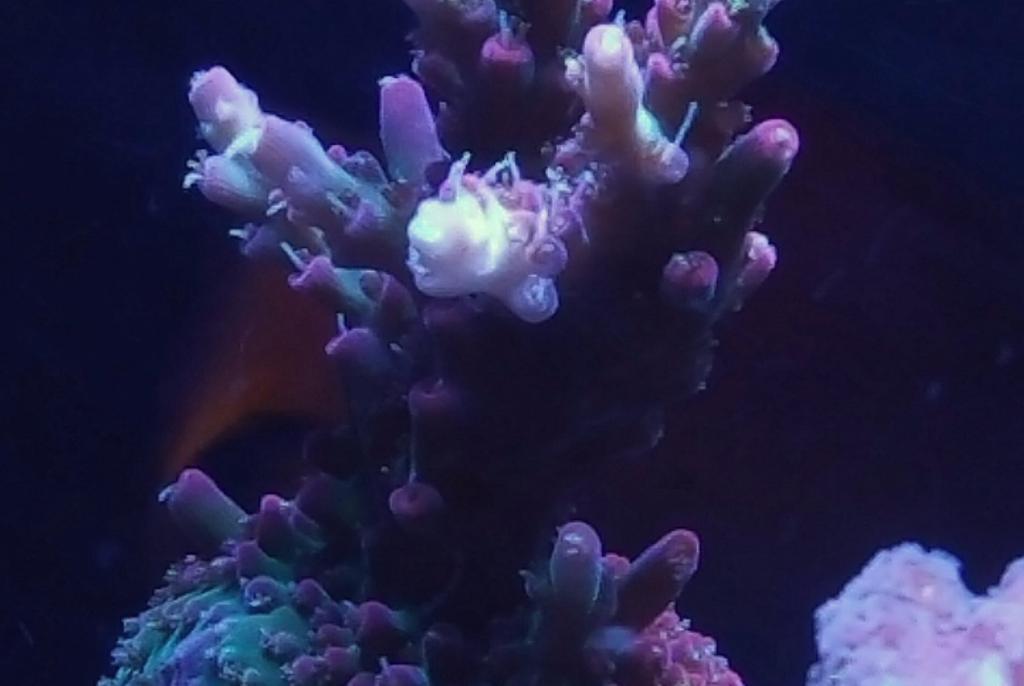 Red Dragon Acropora