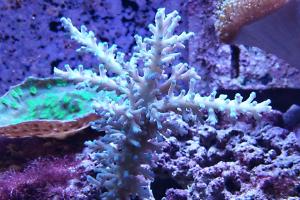 Aussie Bottlebrush Acropora Coral Thumbnail