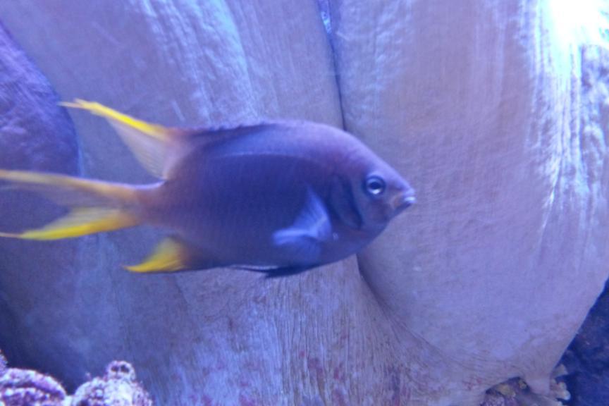 Blackmouth Bicolor Chromis / Neoglyphidodon nigroris 14