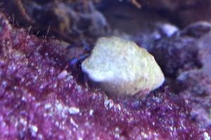 Blue Legged Hermit Crab Thumbnail