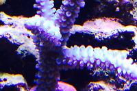 Acropora hoeksemai Thumbnail