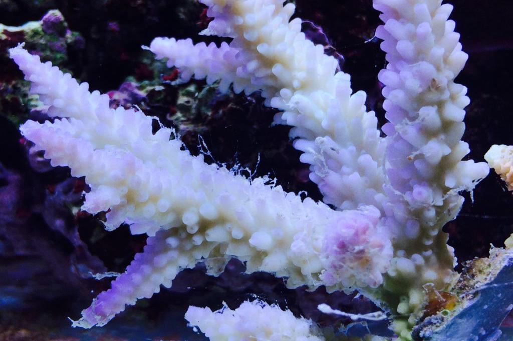 Acropora Exquisita / Acropora exquisita 8