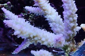 Acropora Exquisita Thumbnail