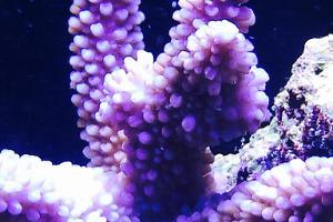 Acropora Coral Thumbnail